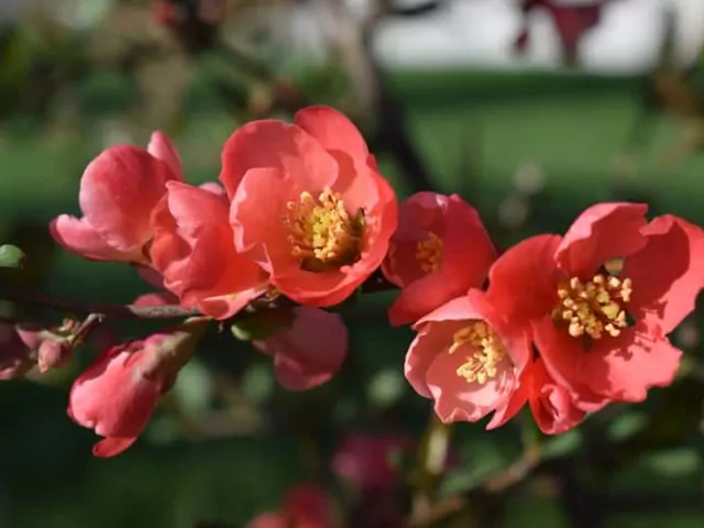 Pigwowiec japoński - odmiany i uprawa