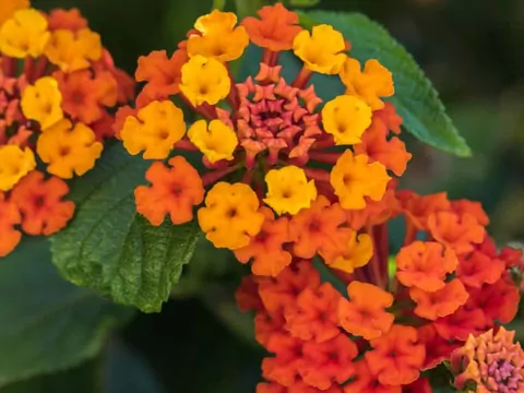 Lantana: odmiany, pielęgnacja, rozmnażanie