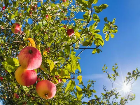 Najlepsze odmiany jabłek w Polsce