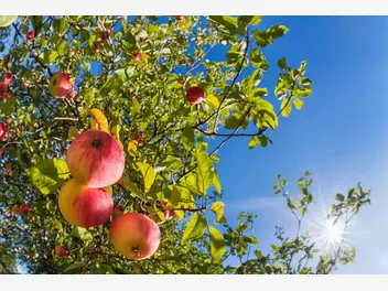 Ilustracja artykułu najlepsze odmiany jabłek w polsce – przegląd najpopularniejszych gatunków