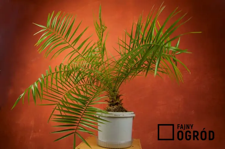 Palma kokosowa o ciemnozielonych liściach w dużej doniczce, a także sadzenie, pielęgnacja oraz opis rośliny do uprawy w domu