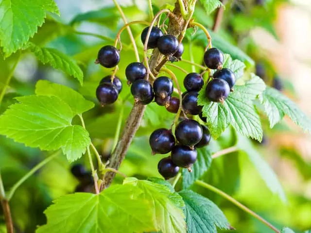 Czarna porzeczka: uprawa i właściwości lecznicze