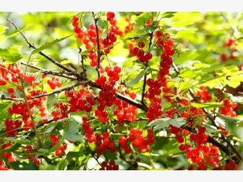 Ilustracja artykułu czerwona porzeczka - sadzenie, uprawa, wartości odżywcze, witaminy, przetwory