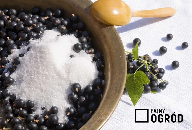 Konfitura z czarnej porzeczki może być zasypana cukrem. Wtedy lepiej wydziela sok, a przepis i przygotowanie są łatwiejsze.