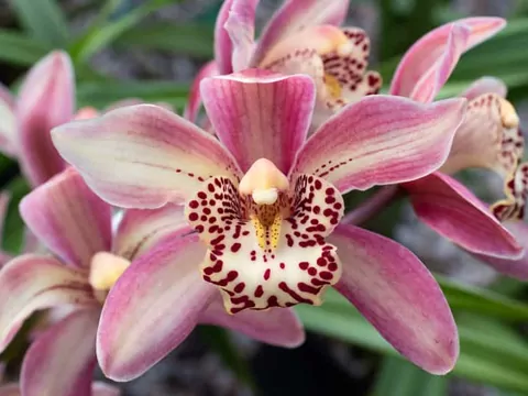 Cymbidium: uprawa i pielęgnacja storczyka