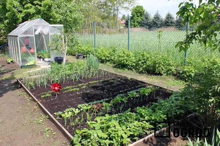 Młode warzywa, czyli nowalijki wiosenne w przydomowym ogrodzie -  nasiona,  treminy i warunki wysiewu, stanowisko, pielęgnacja - porady