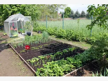 Ilustracja artykułu nowalijki wiosenne w przydomowym ogrodzie – uprawa, pielęgnacja, terminy sadzenia