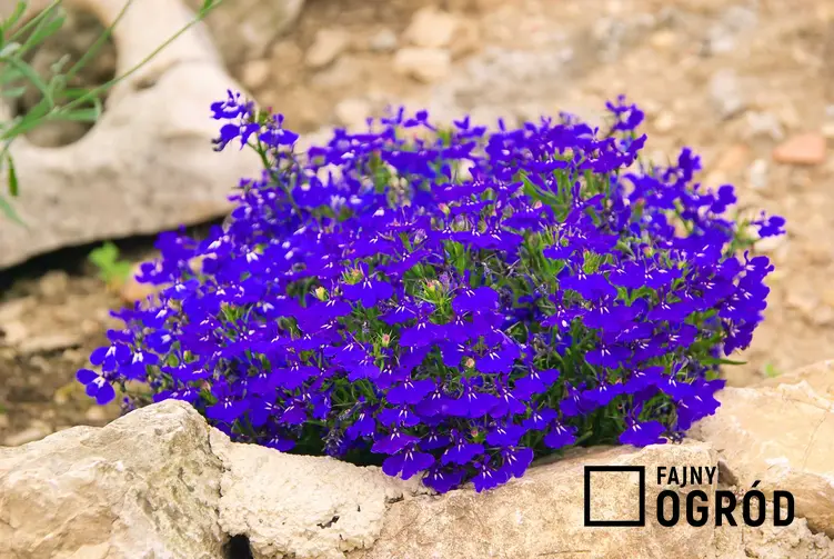 Lobelia przylądkowa o niebieskich kwiatach jest zdecydowanie najbardziej popularną odmianą, dobrze sprawdza się w ogrodzie, a uprawa nie jest trudna.