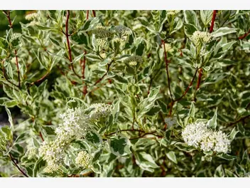 Ilustracja artykułu dereń elegantissima (biały) - sadzenie, uprawa, cięcie, pielęgnacja