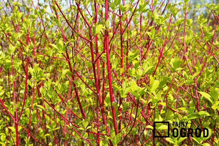 Dereń czerwony w ogrodzie dobrze się prezentuje przez cały rok. Pielęgnacja jest łatwa, roślina w zasadzie nie wymaga uwagi.