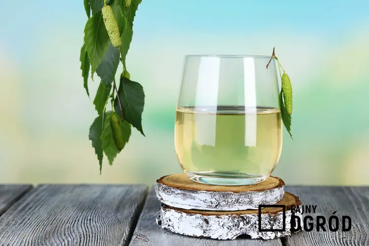 Sok z brzozy w szklance - właściwości lecznicze, wykorzystanie i zastosowanie oraz sposoby pobierania soku z drzewa i przygotowanie