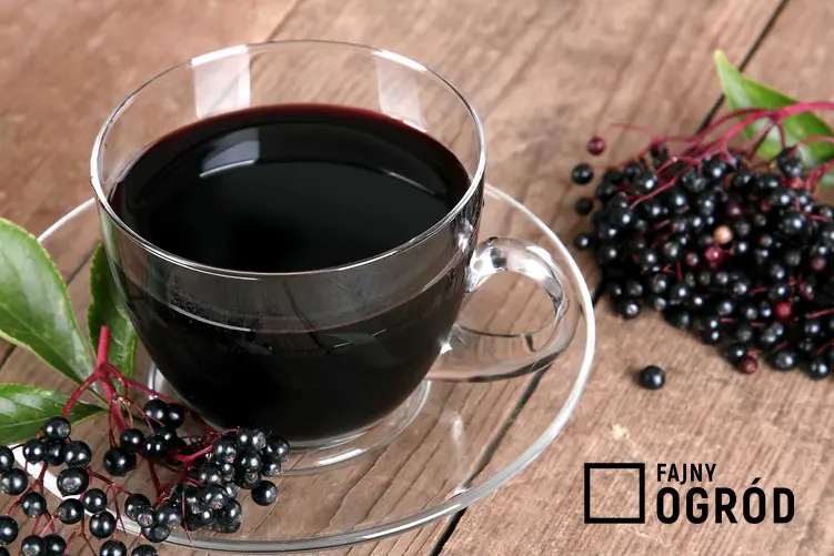 Sok z czarnego bzu w szklance, a także najlepsze przepisy na sok z czarnego bzu oraz inne przetwory z owoców czarnego bzu