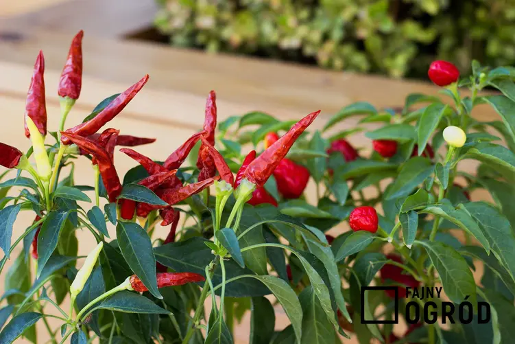 Papryczka chilli rosnąca w ogrodzie, a także uprawa, sadzenie, pielęgnacja, wykorzystanie w kuchni i właściwości lecznicze