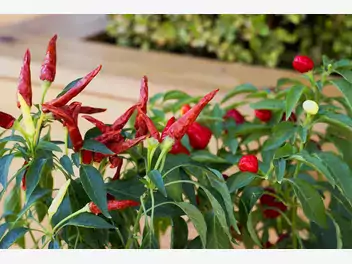 Ilustracja artykułu papryka chili – uprawa, sadzenie z nasion papryczki chili w doniczce