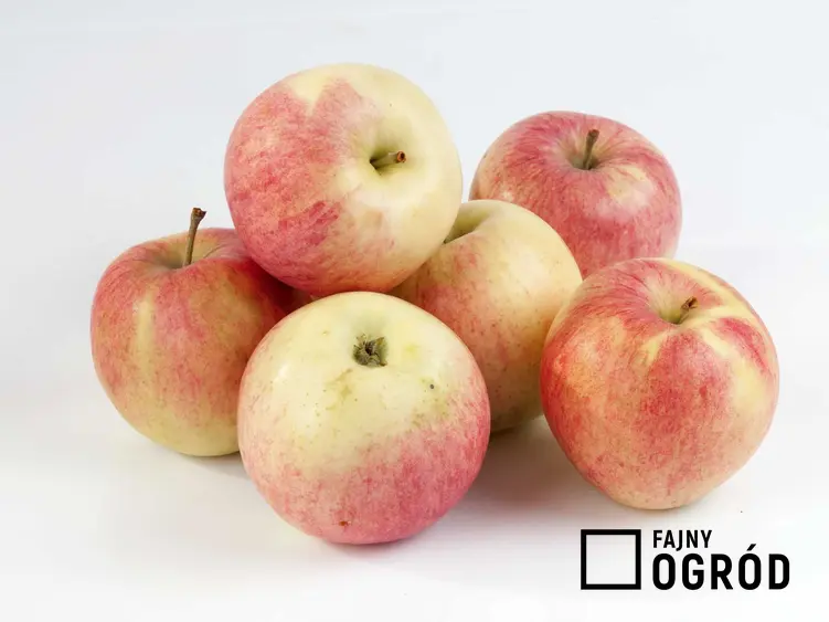Zerwane owoce jabłoni Antonówka - charakterystyka, waraunki uprawy, wymagania, stanowisko, pielęgnacja, wykorzystanie - porady