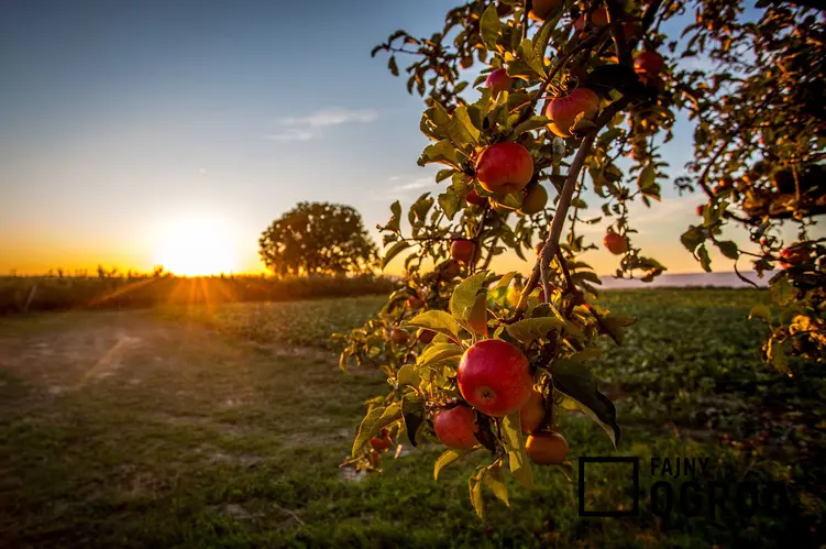 Owoce jabłoni antonówka na gałęziach - opis, warunki uprawy, wymagania, stanowisko, wykorzystanie, pielęgnacja - porady