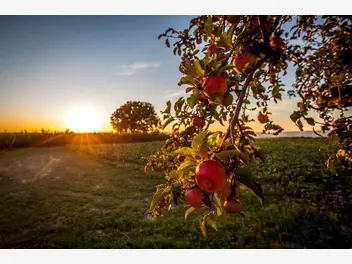 Ilustracja artykułu jabłoń antonówka – sadzonki, uprawa, pielęgnacja, porady