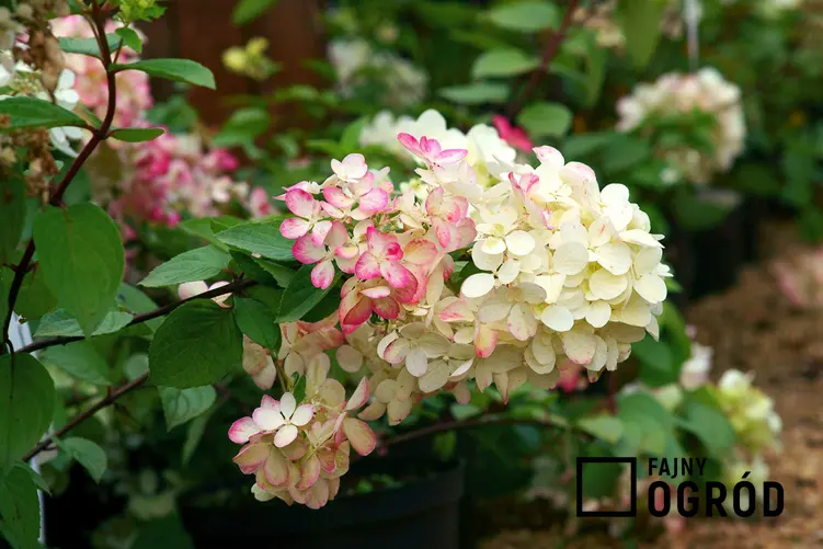Hortensja o białych i różowych kwiatach, a także informacje o najlepszych krzewach i bylinach do ogrodu
