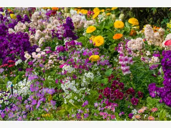 Ilustracja artykułu byliny kwitnące wiosną i jesienią – co wybrać do ogrodu?