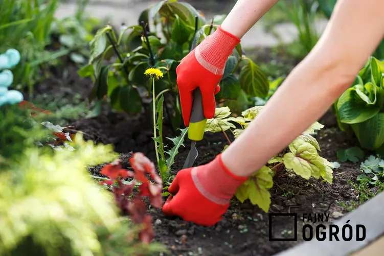 Prace w ogrodzie przy wycinaniu chwastów, a także najbardziej popularne chwasty, które często pojawiają się w ogrodzie