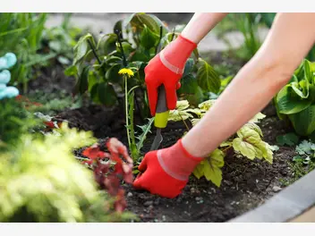Ilustracja artykułu najbardziej popularne chwasty w ogrodach i sposoby ich zwalczania