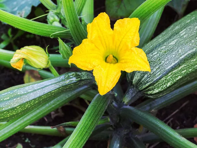 Kabaczek: sadzenie i uprawa w ogrodzie