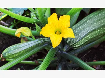 Ilustracja artykułu kabaczek w ogrodzie – sadzenie, pielęgnacja, uprawa, zbiór krok po kroku