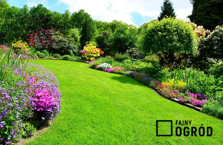 Piękny trawnik w ogrodzie, który jest już po zabiegu, jakim jest nawożenie trawnika oraz zastosowanie nawozów mineralnych i organicznych