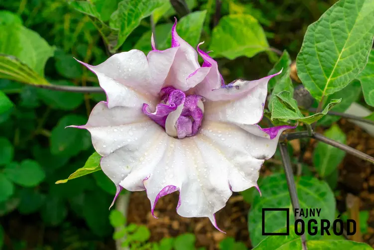 Bieluń surmikwiat w czasie kwitnienia w ogrodzie, czyli kwiat Datura metel, którego uprawa i pielęgnacja mogą dać satysfakcję, ale też stanowić zagrożenie