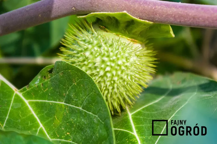 Owoc Datura metel, czyli bieluń surmikwiat, którego uprawa i pielęgnacja nie jest trudna, ale może być niebezpieczna