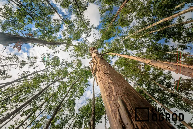 Eukaliptus królewski jako najwyższe drzewo na świecie obok sekwoi fotografowane od dołu, a także sadzenie, pielęgnacja i zastosowanie
