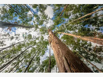 Ilustracja artykułu eukaliptus królewski – opis, występowanie, ciekawostki o najwyższym drzewie liściastym