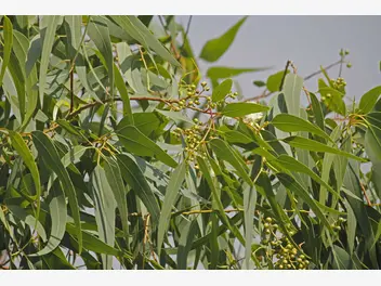 Ilustracja artykułu eukaliptus cytrynowy – sadzonki, uprawa, pielęgnacja, przycinanie