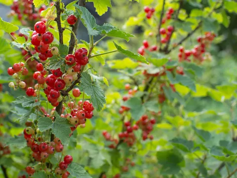 Porzeczka alpejska: uprawa i pielęgnacja