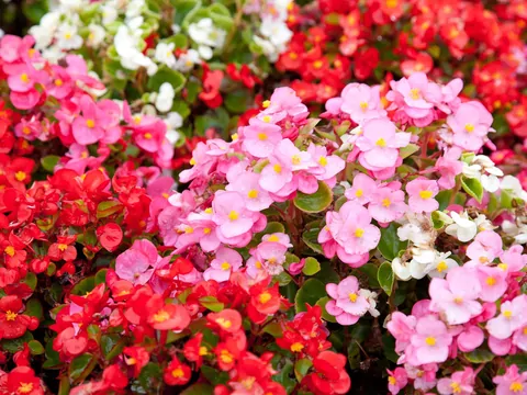 Begonia Dragon: uprawa i pielęgnacja