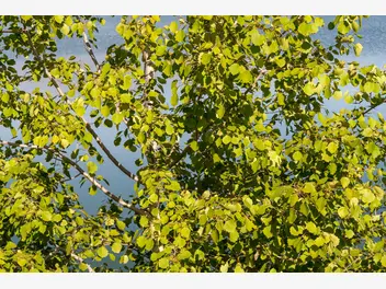 Ilustracja artykułu topola balsamiczna (populus balsamifera) - opis, występowanie, sadzonki, uprawa