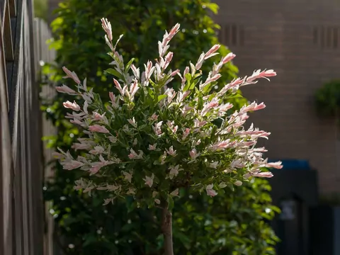 Wierzba ozdobna - gatunki i uprawa