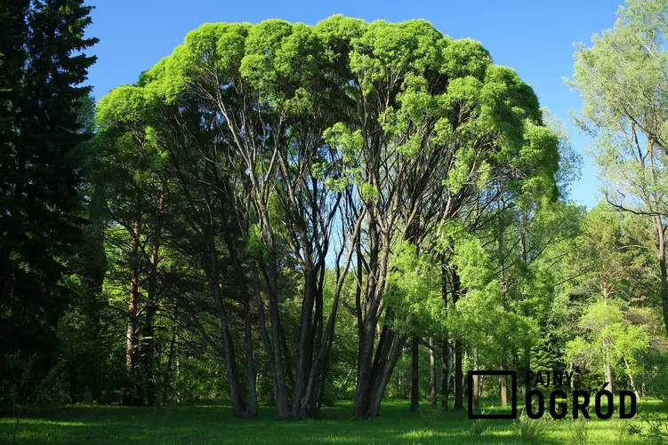Wierzba krucha Salix fragilis w zielonym parku jako drzewo liściaste ogromnych rozmiarów, a także sadzenie i pielęgnacja rośliny w ogrodzie