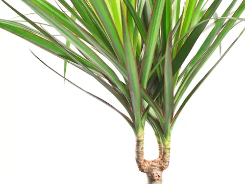 Dracena Marginata: Uprawa i Pielęgnacja
