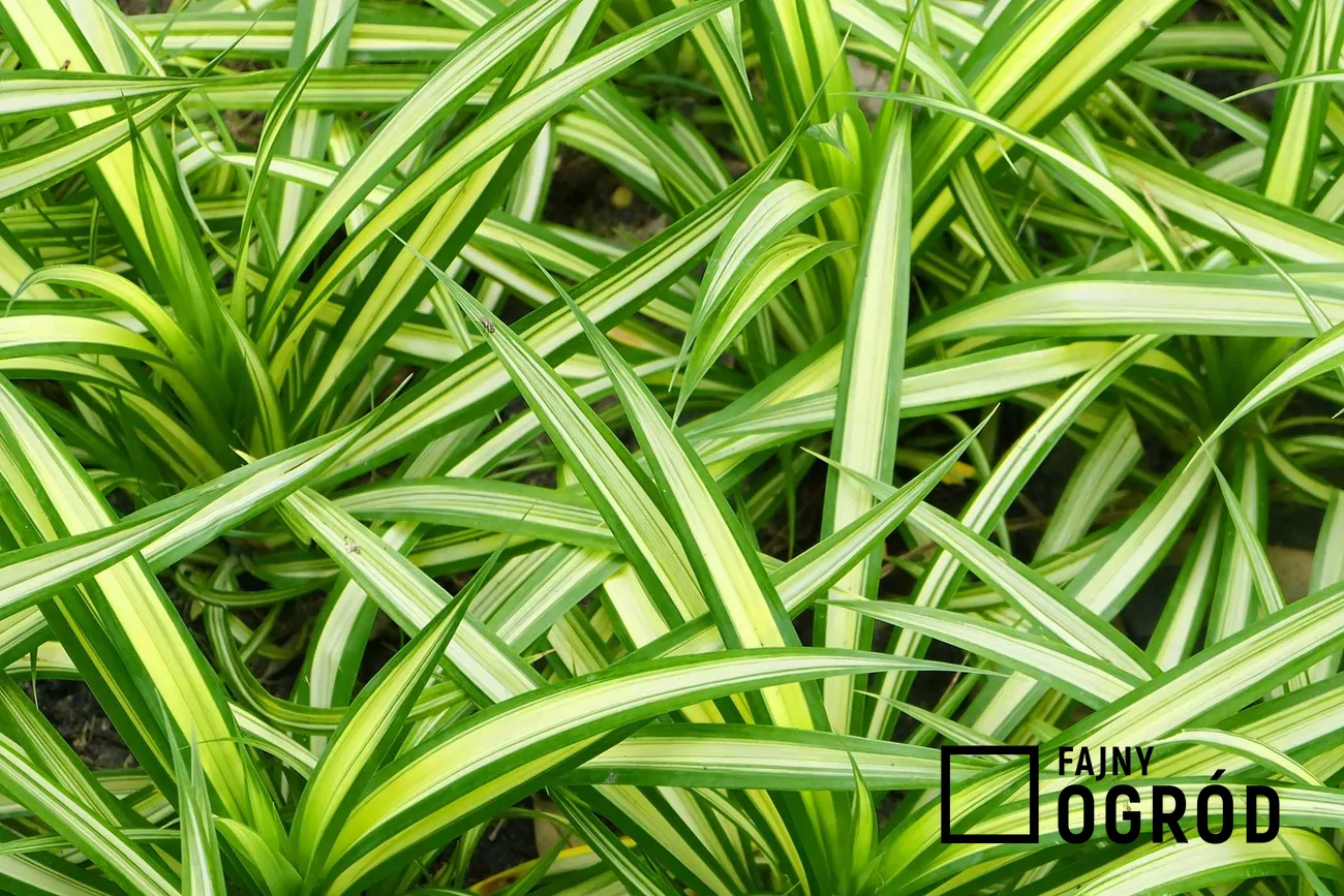 Dracena odwrcona - uprawa w doniczce, pielgnacja, podlewanie, przycinanie