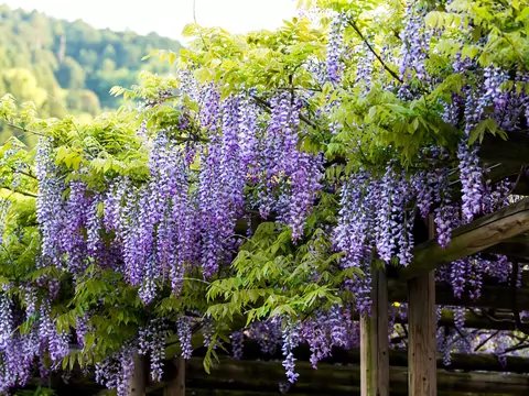 Glicynia japońska - uprawa i pielęgnacja