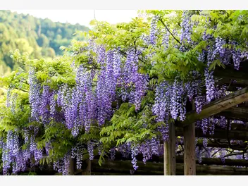 Ilustracja artykułu glicynia japońska (wisteria japońska) - uprawa, pielęgnacja, wymagania, porady