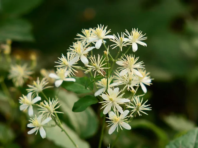 Powojnik pnący - uprawa i pielęgnacja