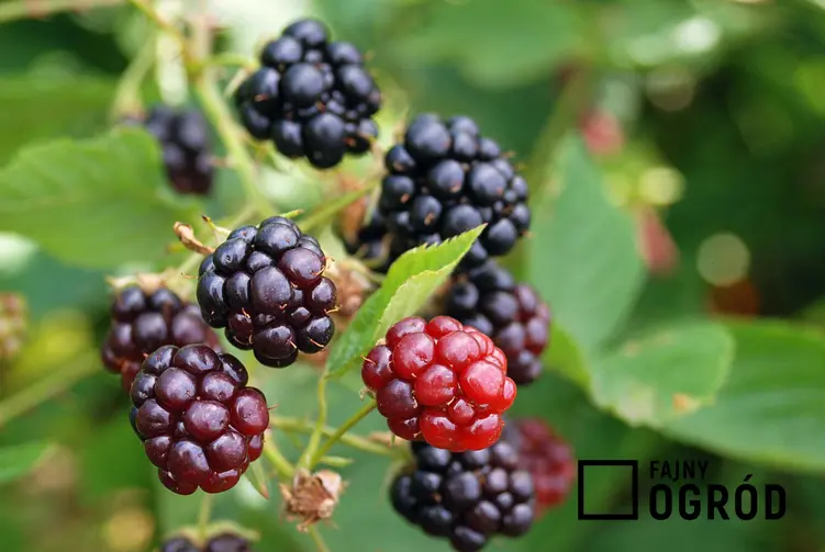 Owoce jeżyn na krzewie oraz przepis na nalewkę z jeżyn. Jeżynówka i jej właściwości zdrowotne, smak i najlepsze przepisy