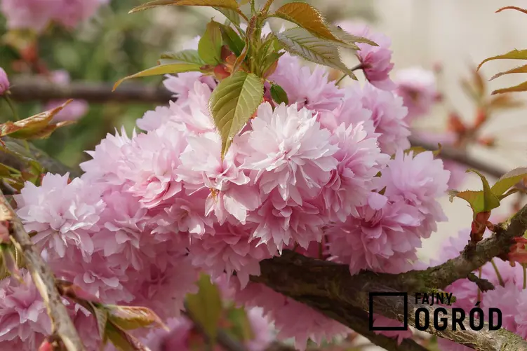 Kwiat wiśni piłkowanej, która określana jest też mianem wiśnia japońska. Uprawa i pielęgnacja drzewka ozdobnego