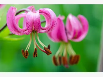 Ilustracja artykułu lilia złotogłów (lilia matragon) - opis, uprawa, pielęgnacja, porady
