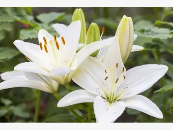 Ilustracja artykułu lilia biała (lilia św. józefa) – sadzenie, uprawa, pielęgnacja