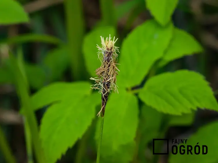 Turzyca pospolita, czyli inaczej carex nigra lub carex fusca w czasie kwitnienia jako propozycja na trawy ozdobne