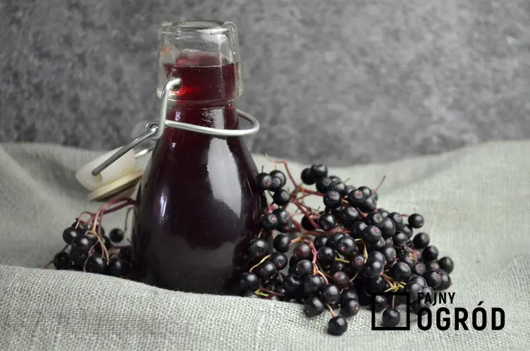 Wino z czarnego bzu w butelce w towarzystwie owoców czarnego bzu oraz najlepsze przepisy na domowe wino z bzu