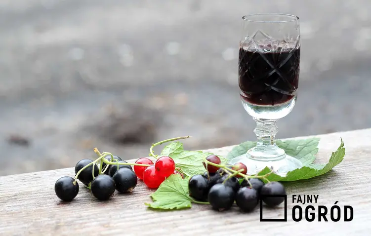 Wino z czarnej porzeczki w kieliszkach oraz owoce porzeczki, a także przepis na wino domowej roboty oraz najlepsze sposoby na domowe wino